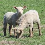 two lambs